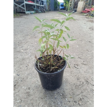 BARBULA KLANDOŃSKA Sterling Silver - sadzonki 10 / 20 cm